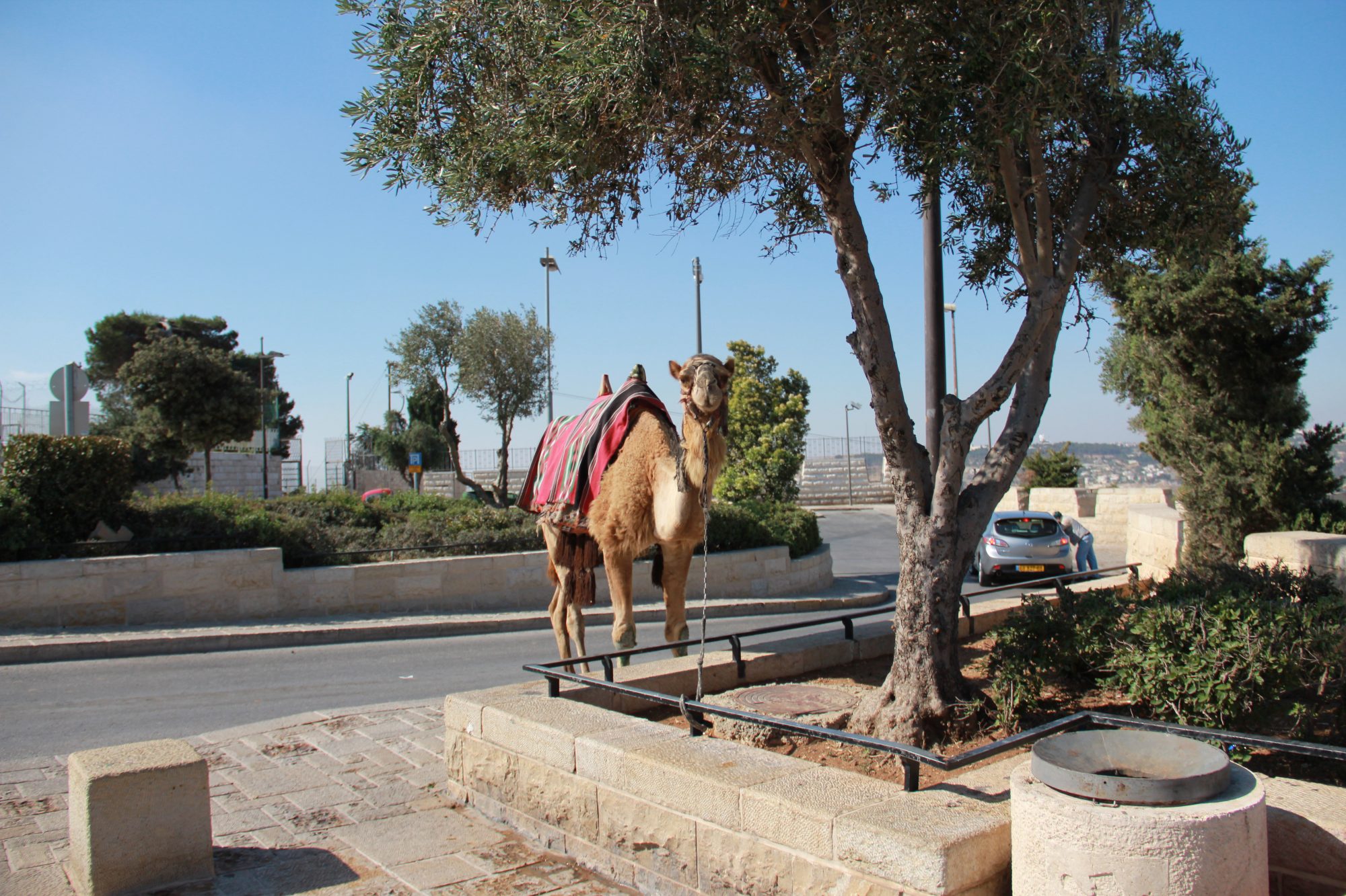 Mount of Olives 20